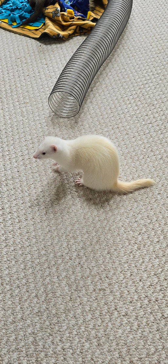 FerretPosting's tweet photo. https://t.co/HrCWJRPU3p