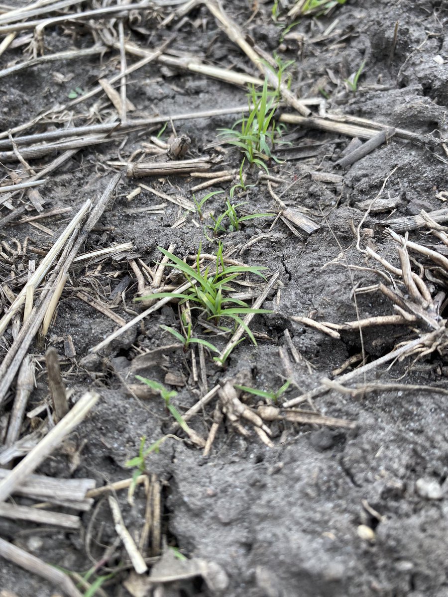 JamesFrey21's tweet photo. Teff is growing nicely, despite the chilly weather.

PCDF has expanded its #teff research and is testing 11 varieties for #grain and #forage. With many traditional and novel uses, teff presents an exciting new crop opportunity in #Manitoba. @CropCentres @MBGovAg https://t.co/EBIFB7qHaQ