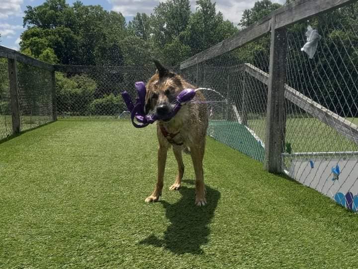 Join us in sending Ruger words of encouragement as he begins his rounds of chemotherapy today!

#belgianmalinois #mal #maligator #workingdog #dogchemo #k9 #veterinary #strongdogs #dogoftheday #k9hero