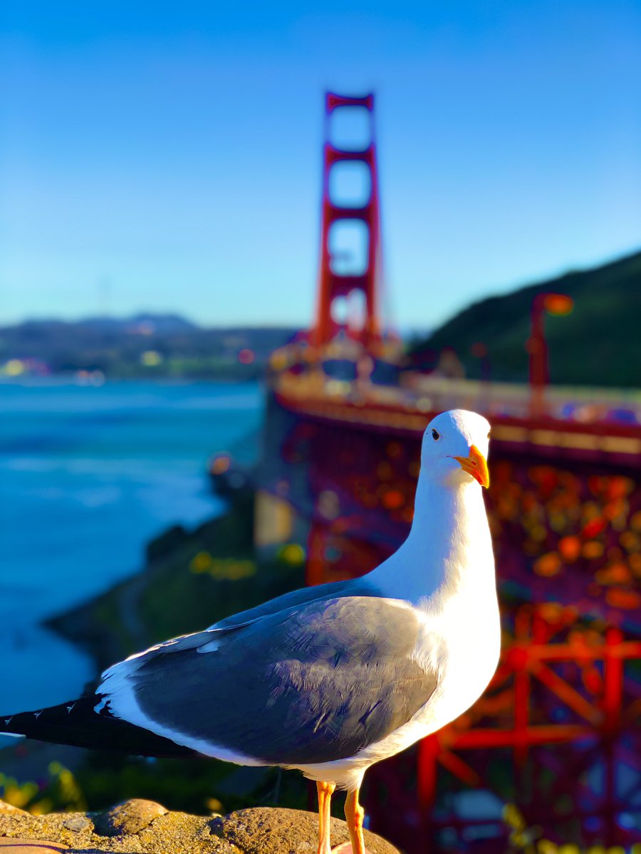litolits's tweet image. You have the sun shining over you, &amp;amp; the ocean crashing below you.
You got that rusty tone you’d love to glow.
Now you got that mighty look in your eyes telling me to click it…
You just never go out of style!

#GoldenGateBridge #SanFrancisco
#SimpleImage #iPhoneography…