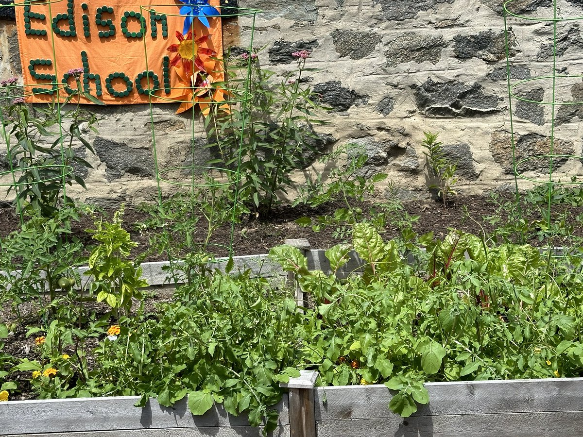 DrcarrollPC's tweet image. Beautiful, heart-warming event at Edison today in honor of a beloved teacher, colleague, and friend to so many. The Clara Jones Kindness Garden will be an inspirational and peaceful place for all to enjoy. Congratulations to the Edison community for bringing this dream alive.