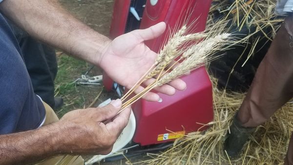 Un nuevo cultivar de Trigo, se investiga desde el <a href="/GranosInstituto/">Instituto de Investigaciones de Granos</a> , vamos por una #SeguridadAlimentaria <a href="/MinagCuba/">Ministerio de la Agricultura de Cuba</a> <a href="/citmacuba/">Ministerio de Ciencia, Tecnología y Medio Ambiente</a> <a href="/DiazCanelB/">Miguel Díaz-Canel Bermúdez</a> <a href="/DrRobertoMOjeda/">Dr. Roberto Morales Ojeda</a> <a href="/YdaelB/">Ydael Pérez Brito</a> <a href="/PartidoPCC/">Partido Comunista de Cuba</a> <a href="/GobiernoArt/">Gobierno Provincial de Artemisa</a>