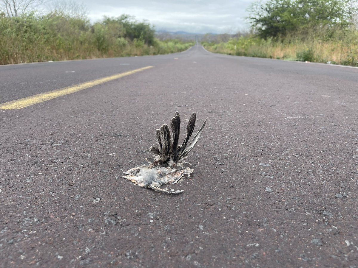 BitacoraEc's tweet image. #Galapagos las aves mueren por el exceso de velocidad

Es frecuente encontrar decenas de aves aplastadas sobre el asfalto en un solo viaje, en la vía entre Puerto Ayora y el canal de Itabaca. Hoy se contabilizaron 12 pájaros muertos como canarios (Setophaga pectechia), cucuves,…
