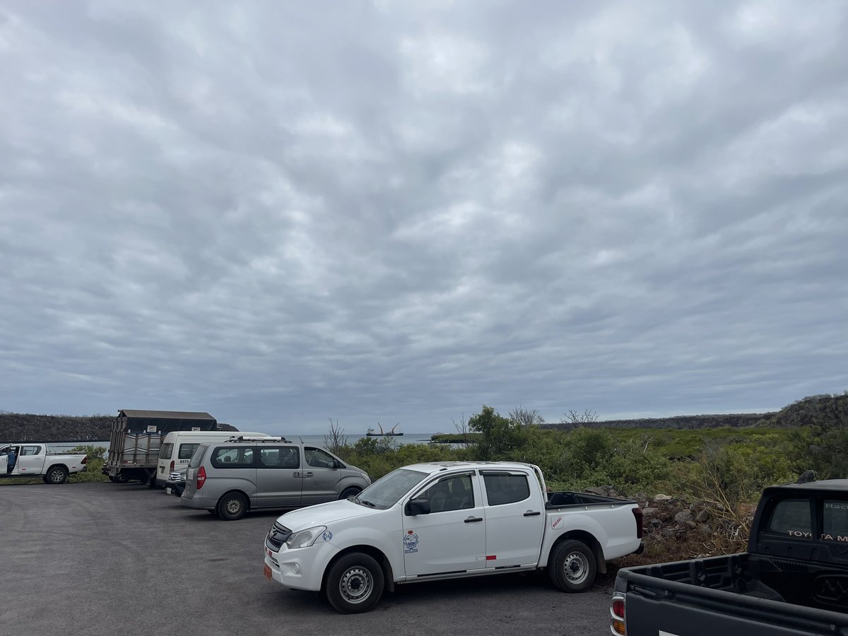 BitacoraEc's tweet image. #Galapagos las aves mueren por el exceso de velocidad

Es frecuente encontrar decenas de aves aplastadas sobre el asfalto en un solo viaje, en la vía entre Puerto Ayora y el canal de Itabaca. Hoy se contabilizaron 12 pájaros muertos como canarios (Setophaga pectechia), cucuves,…