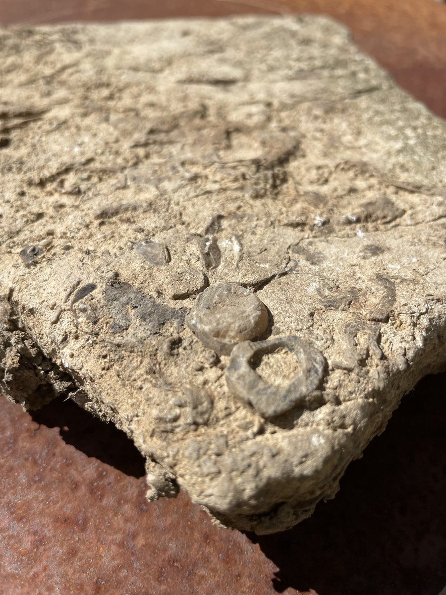 I live in Missouri and found these fossils. Can anyone help identify them? <a href="/FossilLocator/">Fossil Locator</a> #fossils
