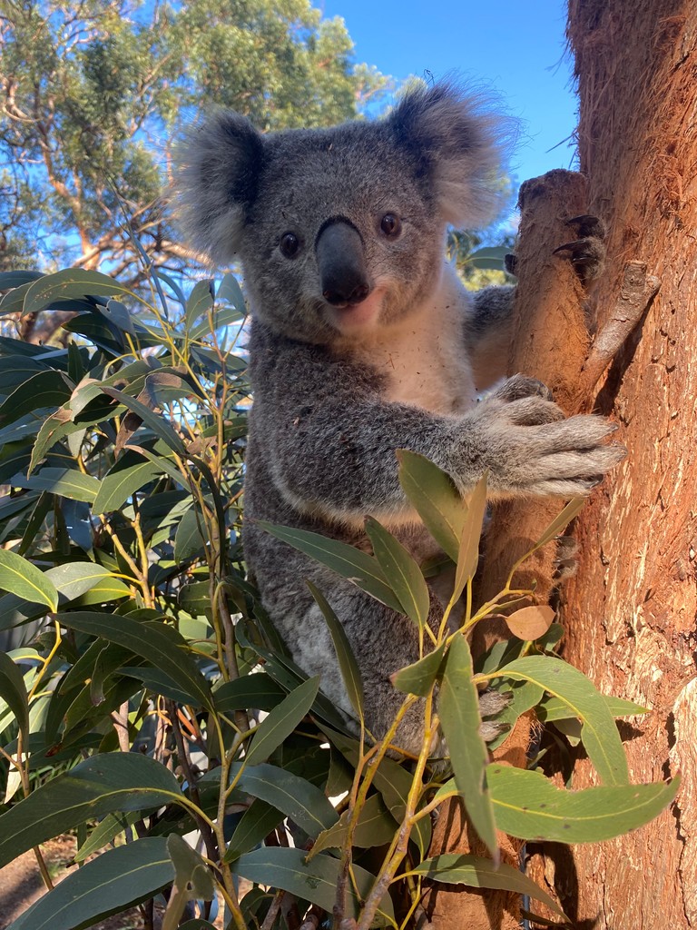 Who says winter mornings can't be warm and cozy? Tilly knows how to soak up the sun, even on a chilly day like today! ☀️❄️

It's even better when the volunteers place the fresh leaf next to the sunny spot, just for Tilly to enjoy 🐨
