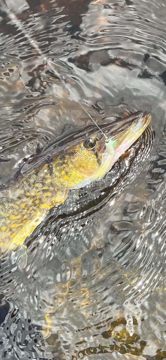 Stayflyfishing tweet media