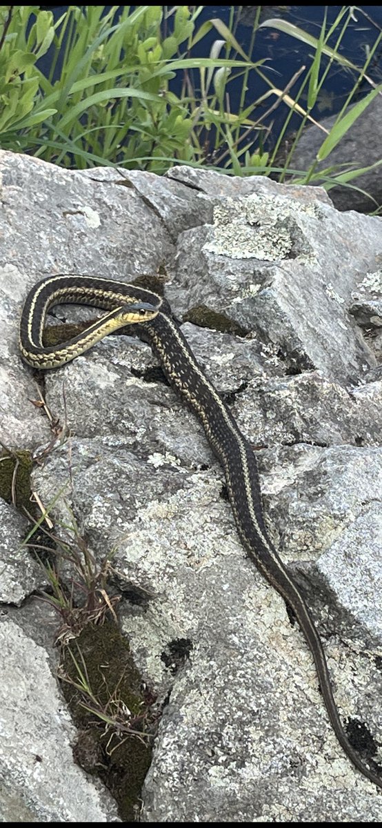 Stayflyfishing tweet media