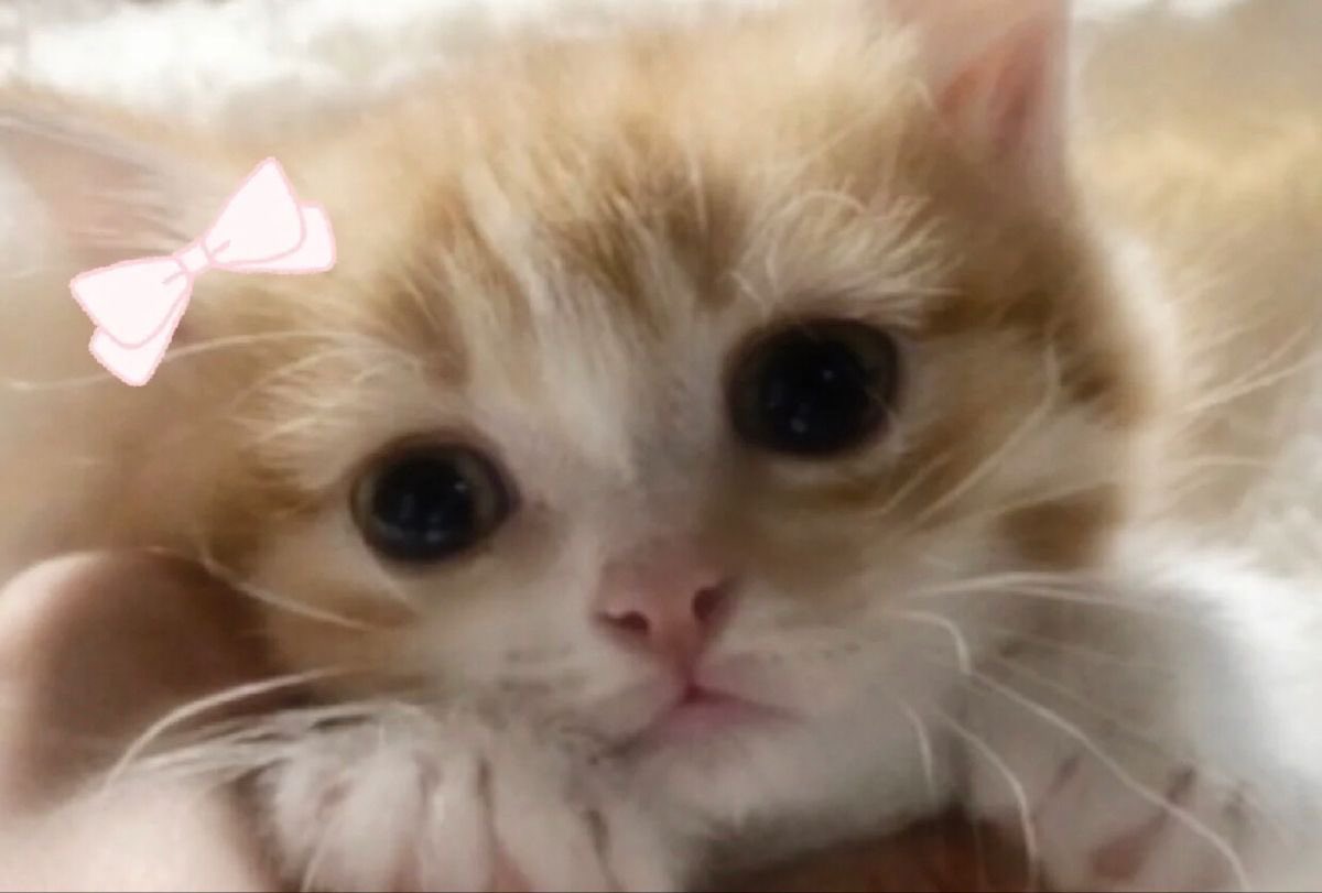 sillykitty80's tweet photo. Najdi rozdíl https://t.co/FRCRLXKlCE