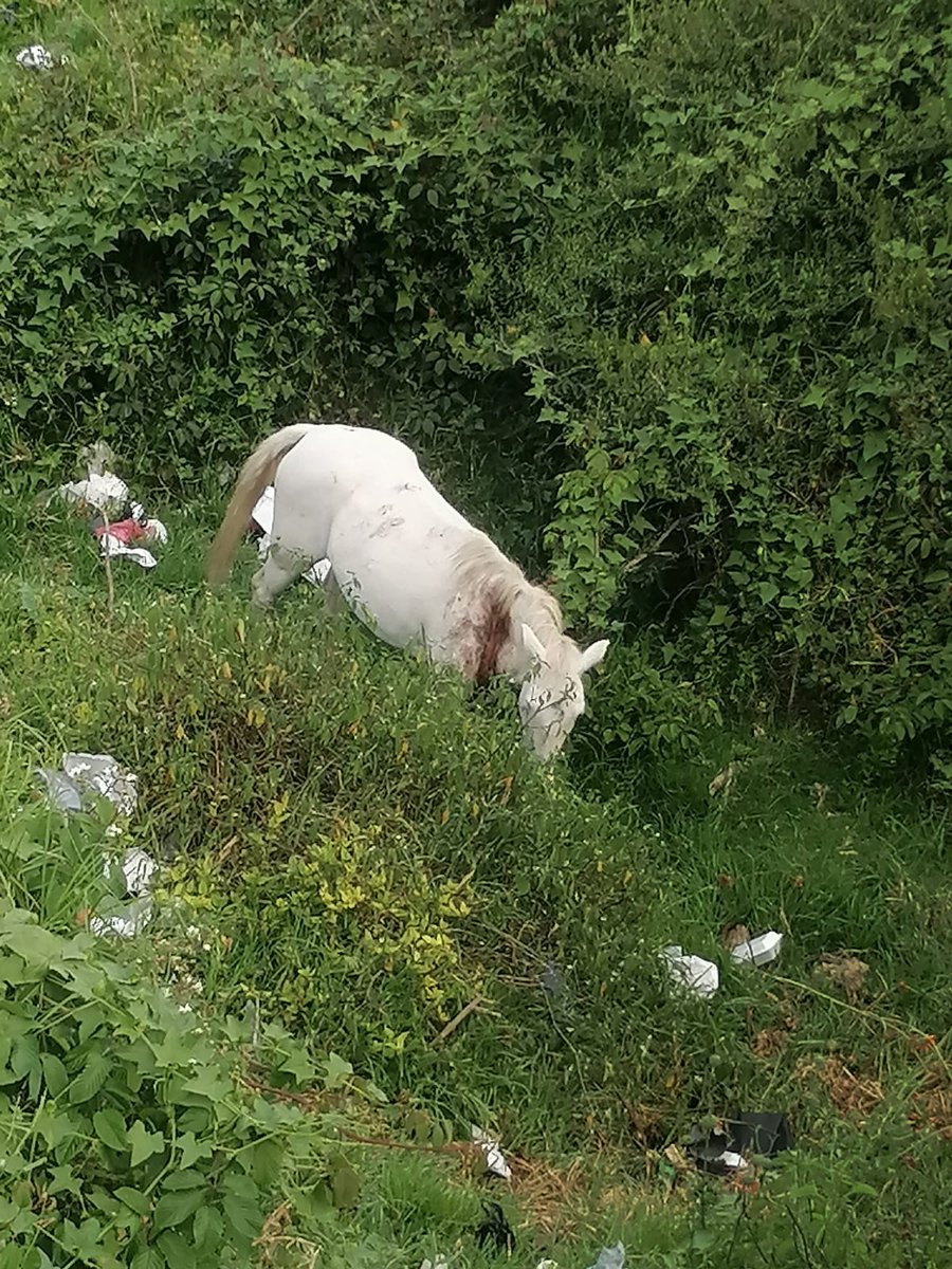 Mafernandajq's tweet photo. @BienesAnimalEc @UBAquito @ambientequito @teleamazonasec @AnaSuarezLicoa
Este caballo y otros más los tienen viviendo en un potrero lleno de basura.
Estan en la Autopista General Rumiñahui en el puente 2 junto a la revisión vehicular. https://t.co/YQtZUxzh5D