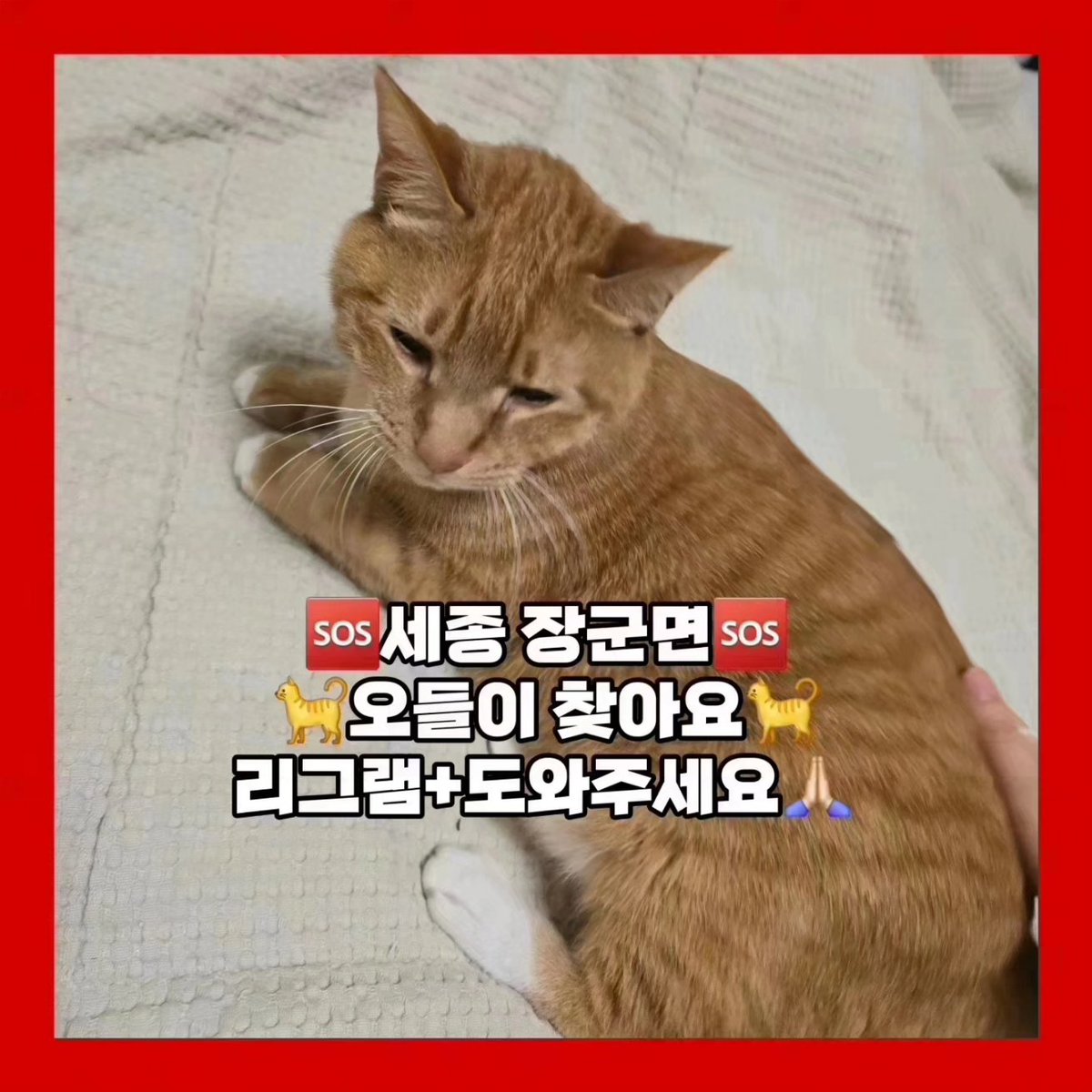 sos_audrey's tweet photo. 🔥세종시 장군면 3/25 실종 올치즈냥 오들이 찾아요🆘️
#세종시오들이찾아요 #리트윗 #공유해주세요 #세종시 #세종특별자치시 #장군면 #봉안리 #고양이 #고양이찾습니다 #다정동 #고운동 #종촌동 #어진동 #새롬동 #한솔동 #아름동 #도담동 #연기면 #공주시 #캣맘 #코숏 #치즈냥 #사지말고입양하세요 https://t.co/1j3VmByslk