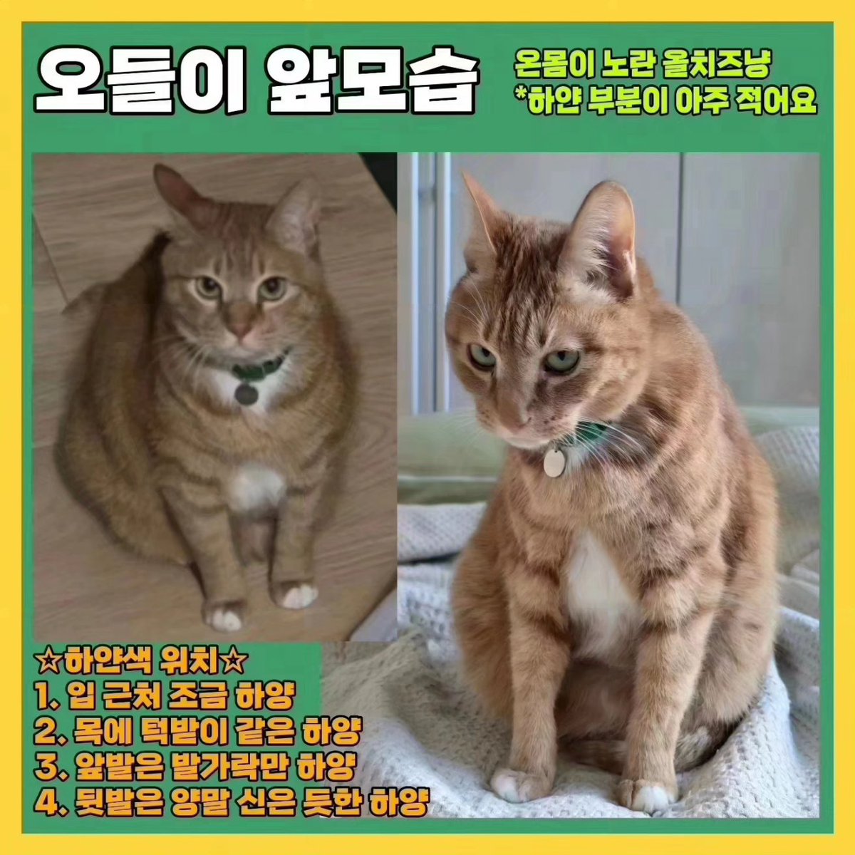 sos_audrey's tweet photo. 🔥세종시 장군면 3/25 실종 올치즈냥 오들이 찾아요🆘️
#세종시오들이찾아요 #리트윗 #공유해주세요 #세종시 #세종특별자치시 #장군면 #봉안리 #고양이 #고양이찾습니다 #다정동 #고운동 #종촌동 #어진동 #새롬동 #한솔동 #아름동 #도담동 #연기면 #공주시 #캣맘 #코숏 #치즈냥 #사지말고입양하세요 https://t.co/1j3VmByslk