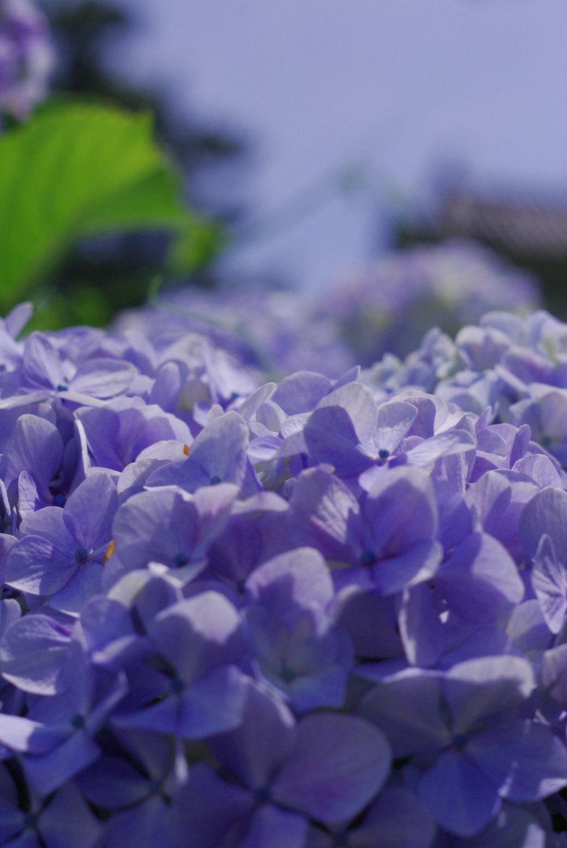226Danny's tweet photo. #紫陽花
K-m + AUTO CHINON MCM 55mm F1.7
カスタムイメージ：雅

#小田原城あじさい花菖蒲まつり
#PENTAX #CCDデジカメ 
#オールドレンズ #オールドデジカメ https://t.co/Dfcphj0GXT