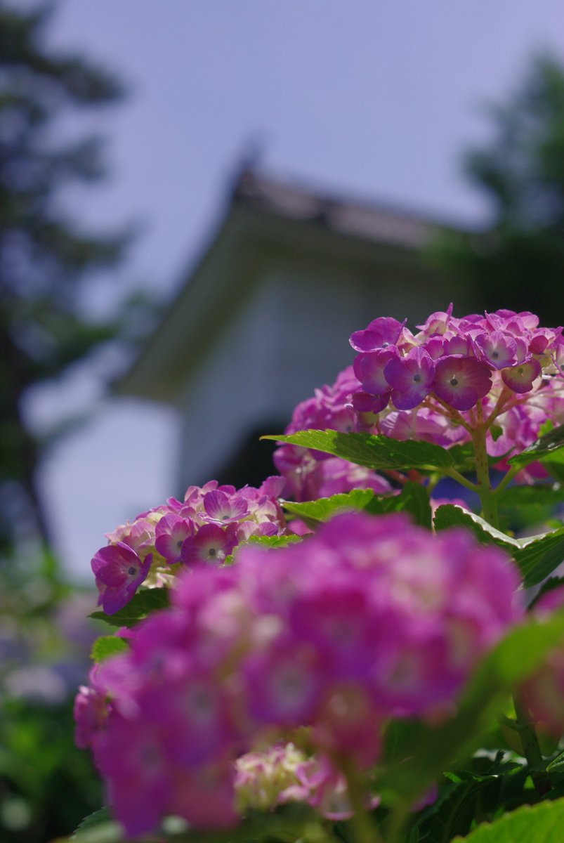 226Danny's tweet photo. #紫陽花
K-m + AUTO CHINON MCM 55mm F1.7
カスタムイメージ：雅

#小田原城あじさい花菖蒲まつり
#PENTAX #CCDデジカメ 
#オールドレンズ #オールドデジカメ https://t.co/Dfcphj0GXT