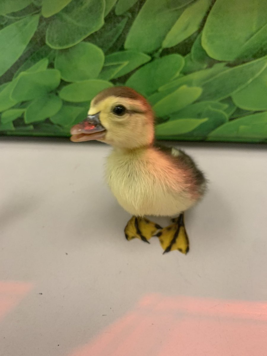 Meet our newest cutest duckling! It surprised us in the incubator this morning after hatching sometime over the weekend! We were very excited to welcome it to our brood! <a href="/StMartinOCSB/">St. Martin de Porres School</a>