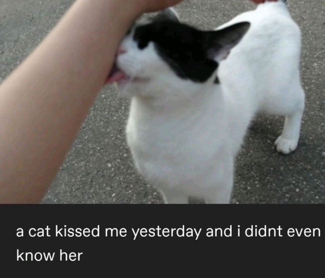 DontShowYourCat's tweet photo. why cant this happen to me https://t.co/c3DOa2XJji