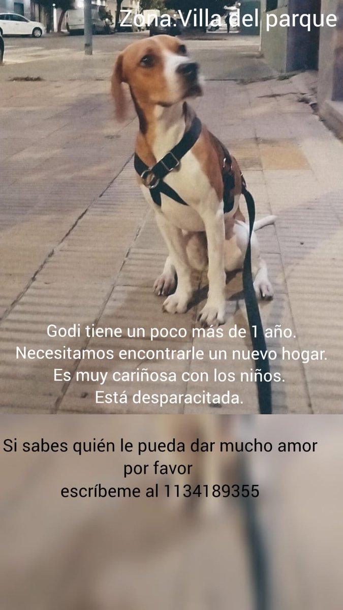 lagarzasosa_'s tweet image. Godi hembra 1 año en adopción responsable. CABA y GBA 
1134189355
Rt por favor