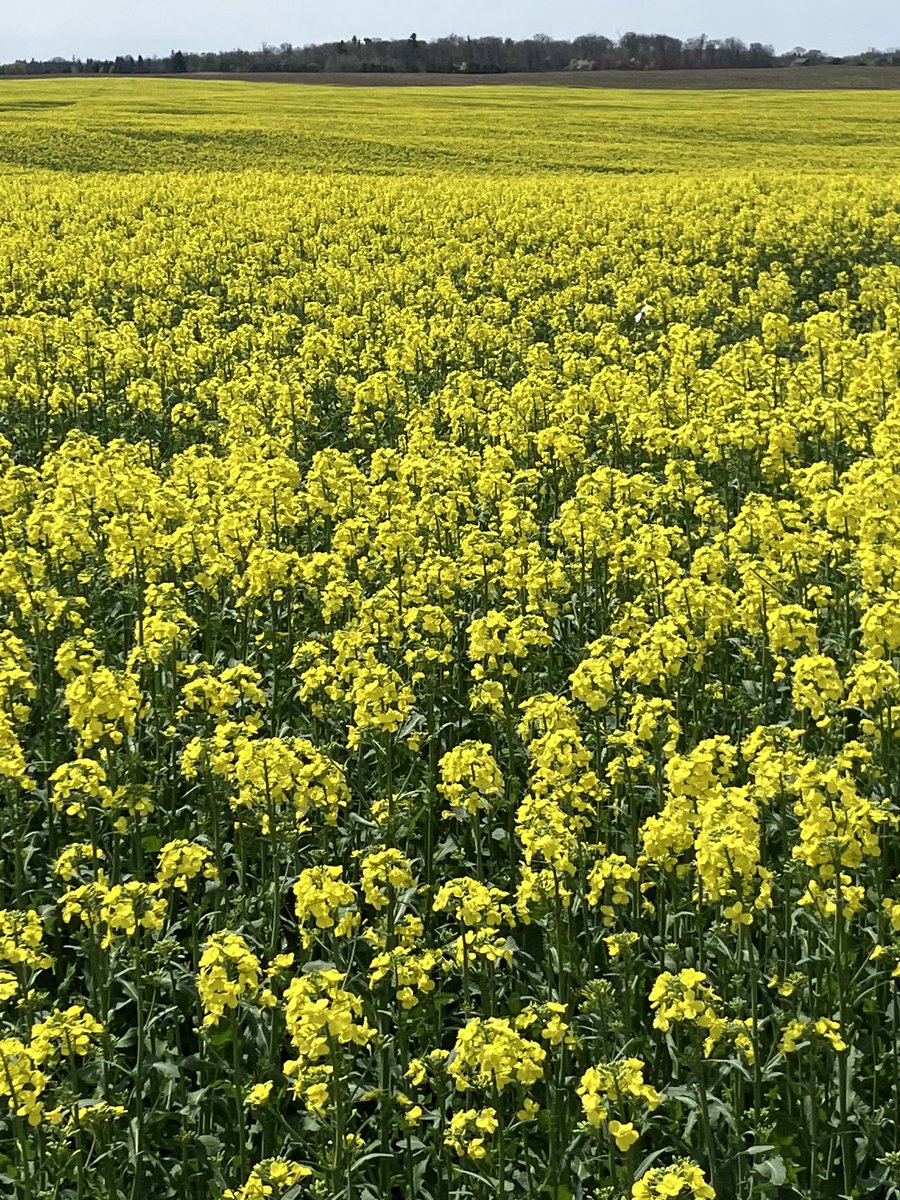 SmithDnksmitty's tweet photo. On behalf of Beaverloch Farms, Thankyou to our family, friends and Corporate Sponsors for helping us surpass our fundraising goal for the Niagara Children’s Center. The Winter Canola fields were very popular with the general public! Thank you! 😎 https://t.co/3aMTTJrdmT