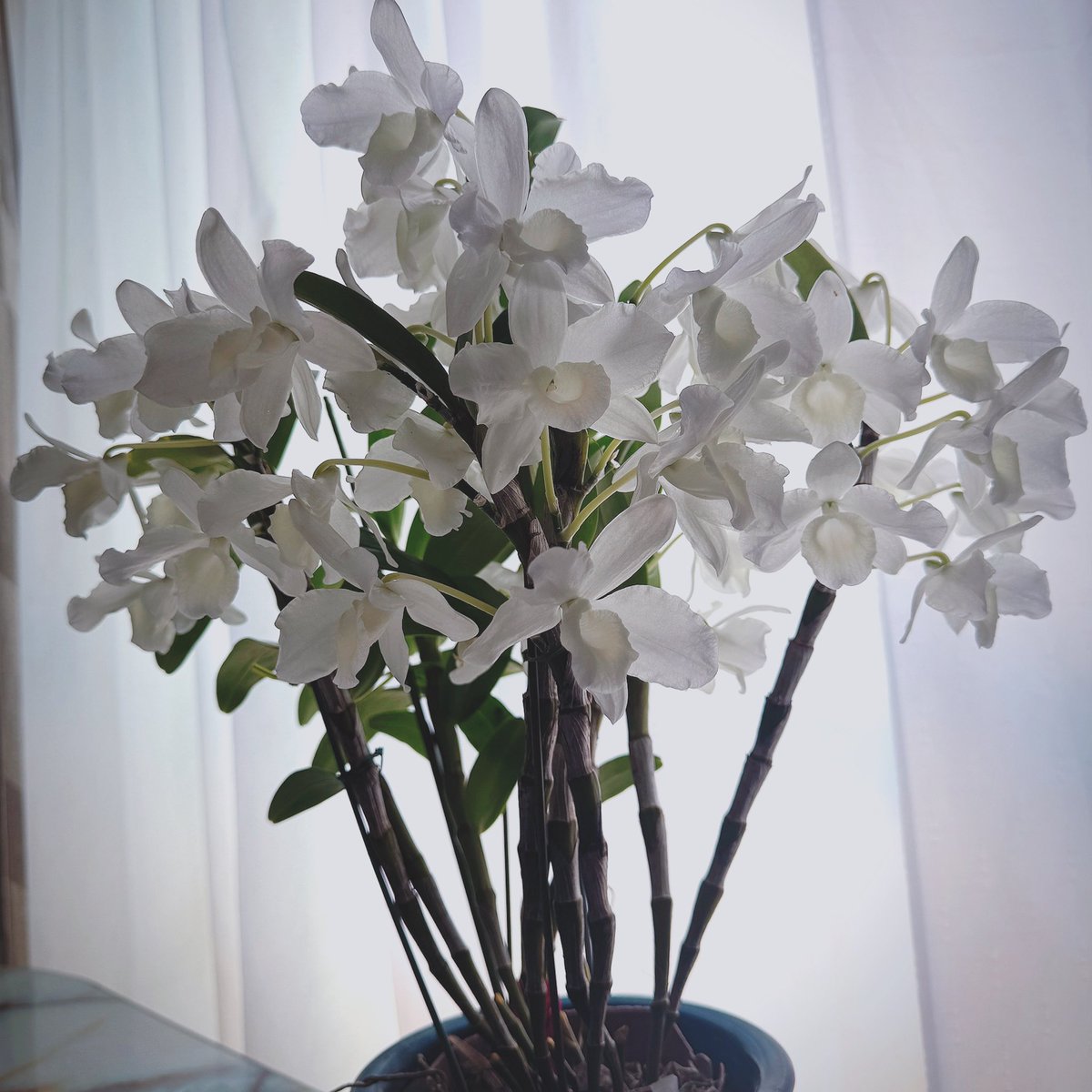 iwataMHC's tweet photo. Dendrobium
デンドロビューム

#mentalhealth #mentalhealthcounseling #mentalhealthcounselor #心理カウンセラー #カウンセラー #カウンセリング #公認心理師 #Orchid #園芸療法 #HorticulturalTherapy #dendrobium https://t.co/GbsIlXEJPy