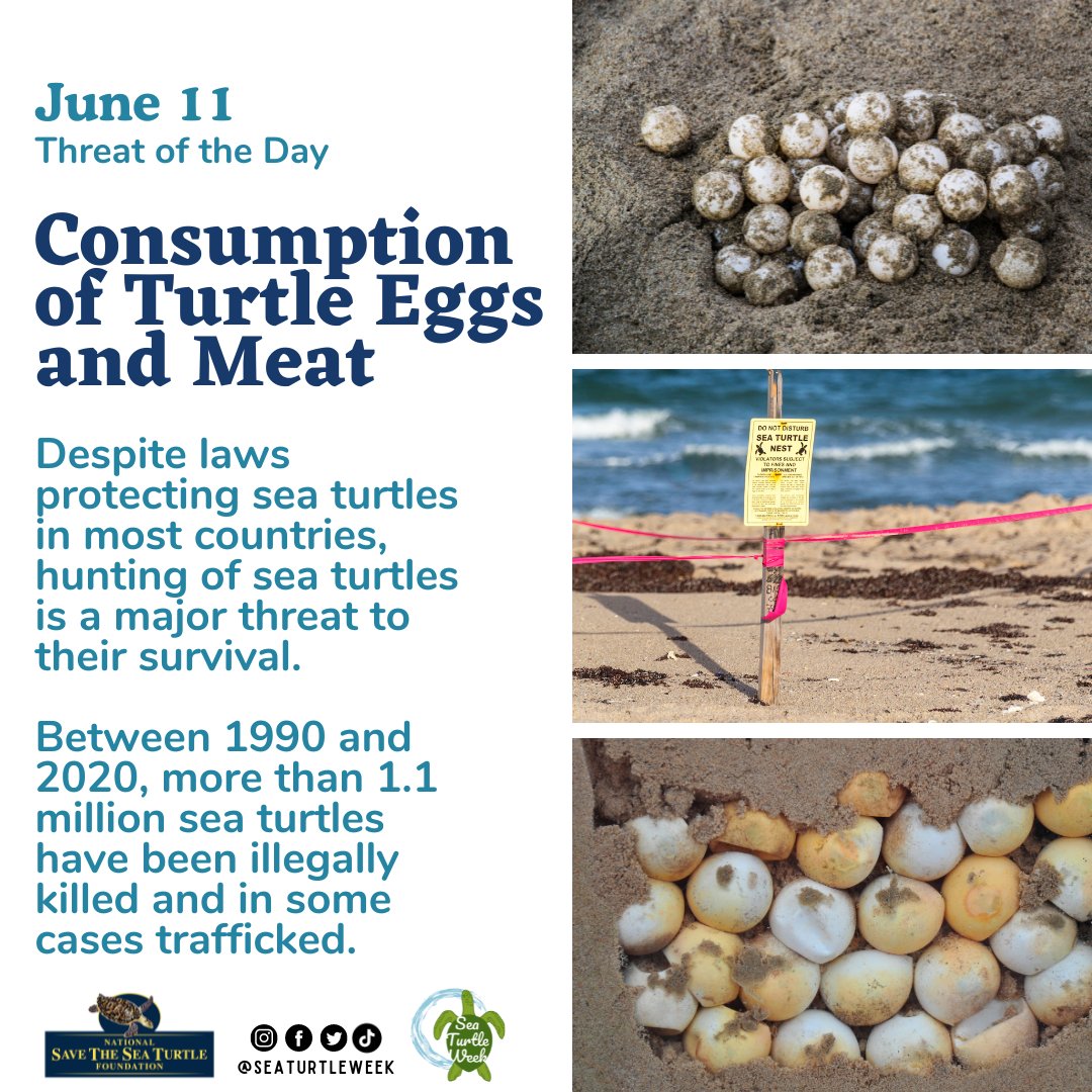 ✋🚫 Despite laws protecting sea turtles in most countries, the illegal trade of their eggs, meat, and shells continues to be a major threat to their survival.
Learn more about this threat here:
seeturtles.org/too-rare-to-we…

#seaturtleweek