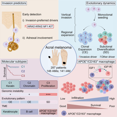 Integrative molecular and spatial analysis reveals evolutionary dynamics and tumor-immune interplay of in situ and invasive acral melanoma dlvr.it/T85wPF