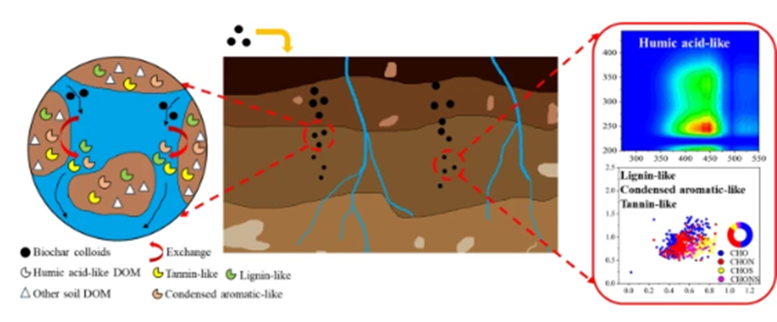 Zhao, K., Shang, J. Optical and molecular insights into dissolved organic matter release in soils induced by downward migration of biochar colloids. Carbon Res. 3, 51 (2024). doi.org/10.1007/s44246…