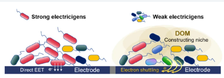 Qin, B., Huang, Y., Liu, T. et al. Dissolved organic matter (DOM) enhances the competitiveness of weak exoelectrogens in a soil electroactive biofilm. Carbon Res. 3, 34 (2024). doi.org/10.1007/s44246…