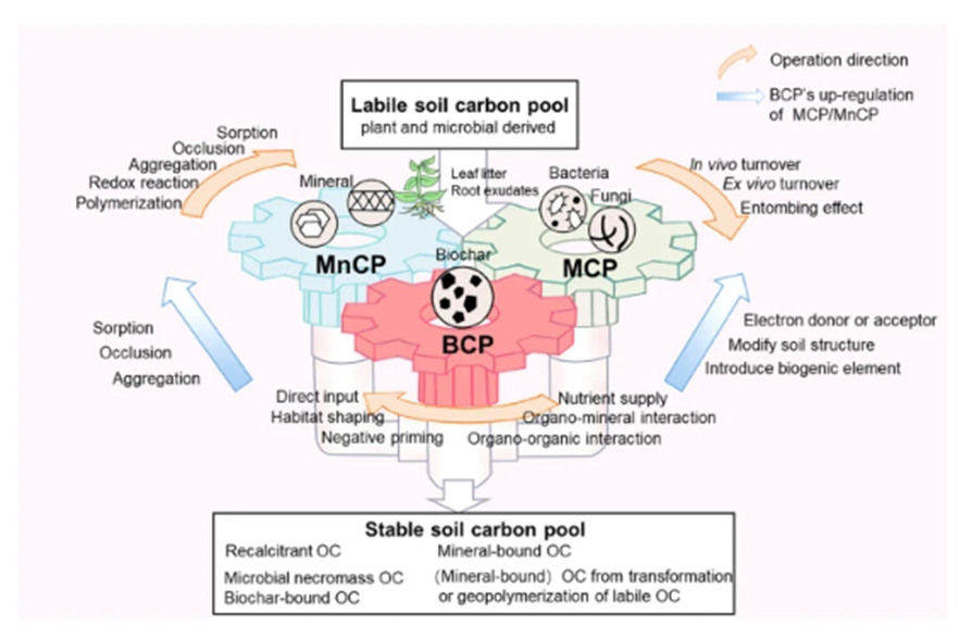 Chen, Y., Van Zwieten, L., Xiao, K. et al. Biochar as a green solution to drive the soil carbon pump. Carbon Res. 3, 44 (2024). doi.org/10.1007/s44246…