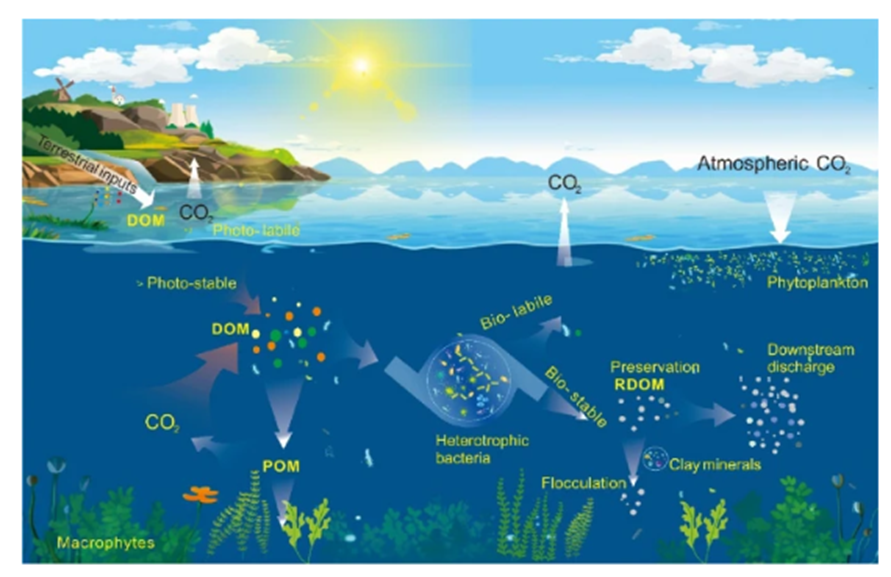 Xia, F., Zhou, Y., Zhou, L. et al. Recalcitrant dissolved organic matter in lakes: a critical but neglected carbon sink. Carbon Res. 3, 47 (2024). doi.org/10.1007/s44246…