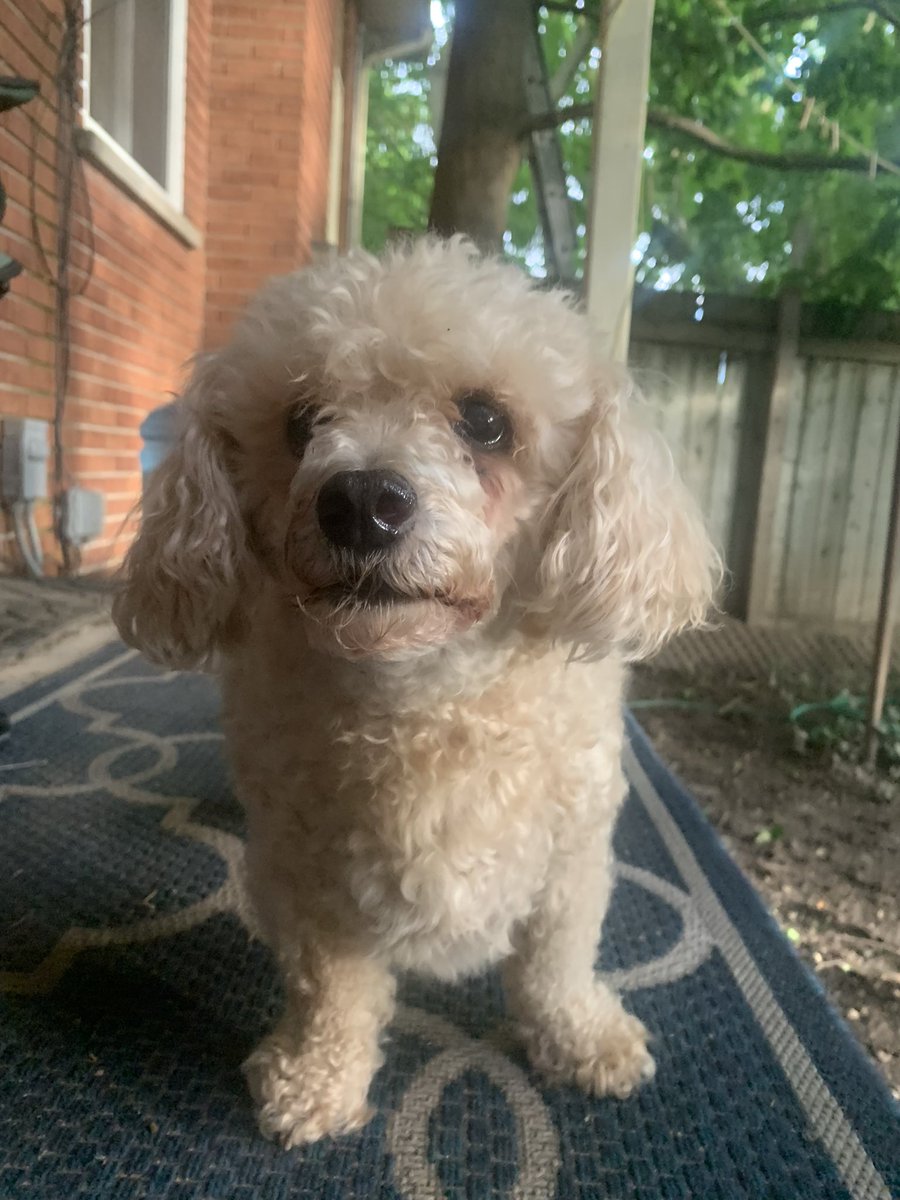 Look who is still following me. Punkie is 13 today. Don’t you think Punkie is still such a cutie? ☺️ 🤔