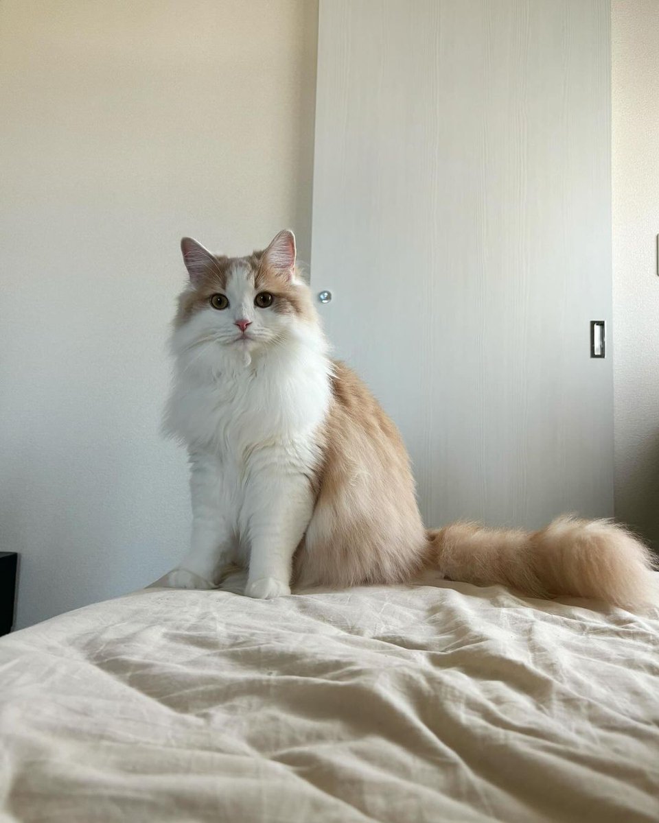 おはようマイラブ☺️🤍

今日もまるっこいね

ふかふかの胸毛も立派だね

太くてふわふわのおてても最高だね

まるっこいぬくぬくお耳もハムハムしちゃいたいね

今日も朝からかわいいね💞
#猫
#シベリアネコ
#可愛い
#猫の女の子