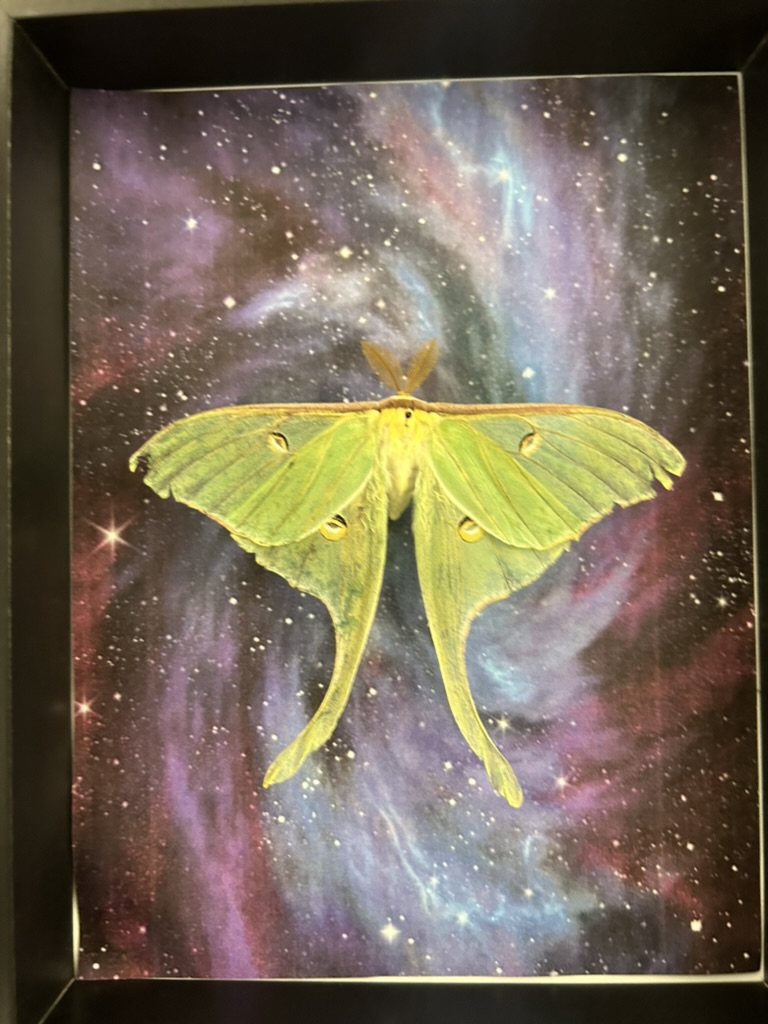 Raging_Axolotls's tweet photo. It's been a while since I posted, but I found a Luna moth at the school playground where I work. The rain had pinned it to the ground. Too weak to fly, it was at the end of its life cycle. I let it live out its life dry. Afterwards, I pinned it. This is my first insect pinning! https://t.co/VVLxnnaWfY