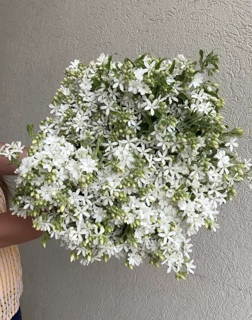 DVFlora tweet media