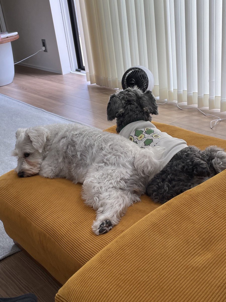 bani_poh's tweet photo. 「今日はリラックスデー 🐶💤 みんなでソファーでのんびりしています。心地よい風が吹く中、最高のひとときです✨ #犬のいる生活 #リラックスタイム #可愛いワンコ #お昼寝タイム」 https://t.co/8a2wFuFa1e