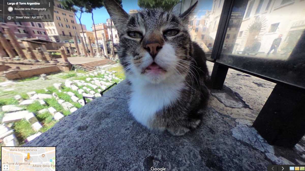 Punch Cat tweet media