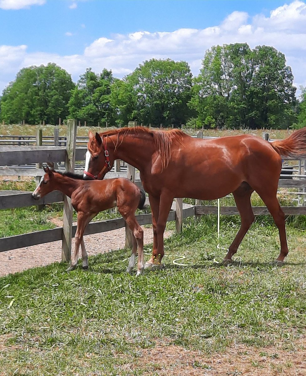 bigsixstables's tweet photo. Proud to announce that, last Wednesday, Queen of Rocknroll delivered what will most likely be her last foal. A great looking filly by G1 millionaire Discreet Lover! Mom and baby doing great #foundationmare https://t.co/tcpctd9U98
