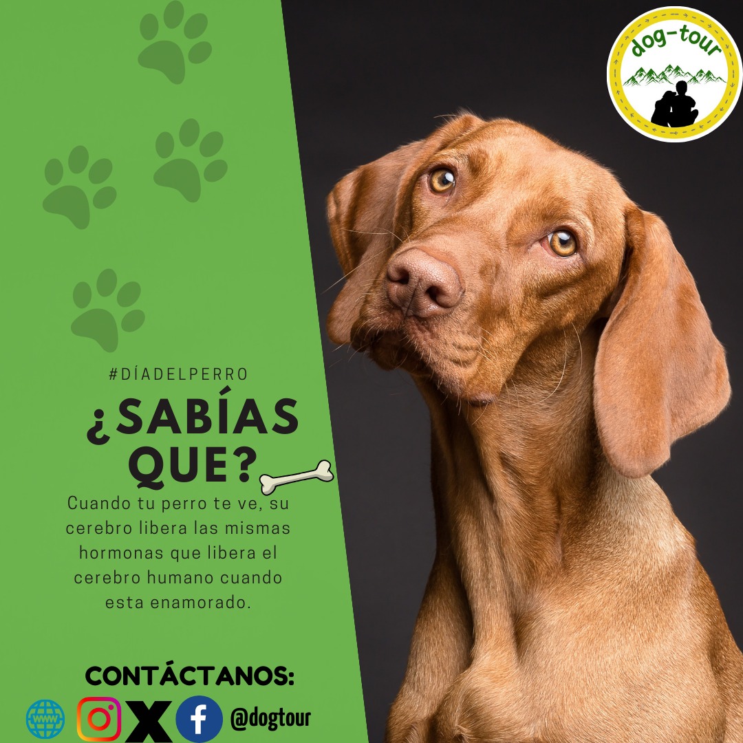 Dog_T0ur's tweet image. ¿Conocías este dato? 💛💚

¡Síguenos y conoce más datos, tips y el maravilloso mundo de los viajes con perritos!🐶🐾

#DogTour #Viajesconperros #TurismoAlternativo #DogFriendly #Perrosfelices