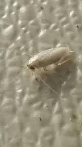 Beastbeauty29's tweet image. #netspend