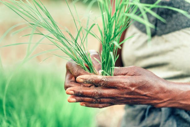 I saw utopian visions in a slumber
of a paradise without plight
the riches and toil of peripheral regions
were rewarded with a fairer price

no longer were they seen as lesser 
as they tilled the land
abound with Gaia's gifts and treasures
once stolen by invisible hands
#vss365