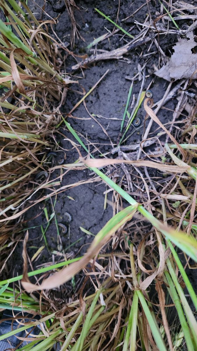 2024 … the year that keeps giving for challenges. This is a field just outside of Chatham. #armyworm #ahcrap