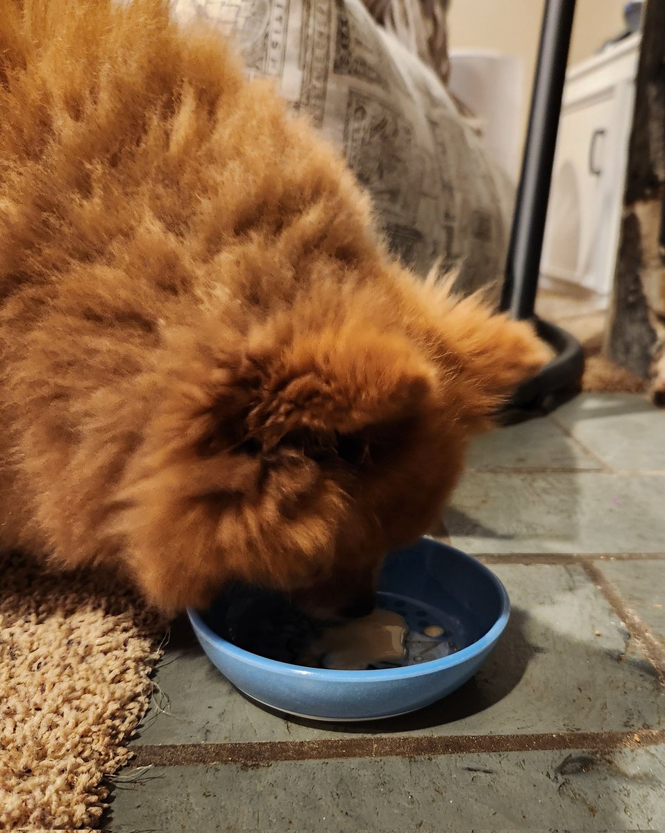 FletcherDapple's tweet photo. Today is Mina's very first Gotcha Day! We got ice cream to celebrate! #gotchaday #pomeranian https://t.co/0HGXk7Pt9Q