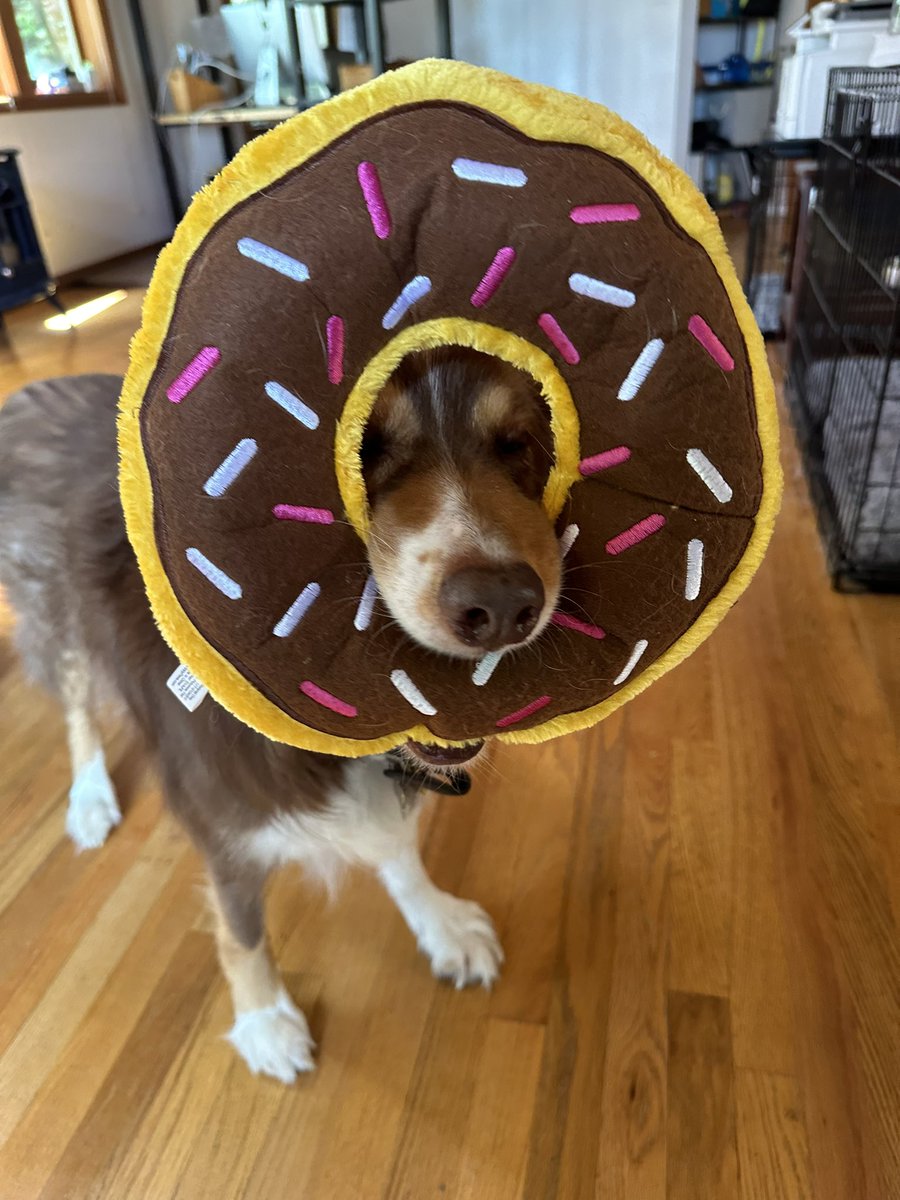 Snorripup's tweet photo. Where my #donutpack at???? https://t.co/EGsMjAhvBn