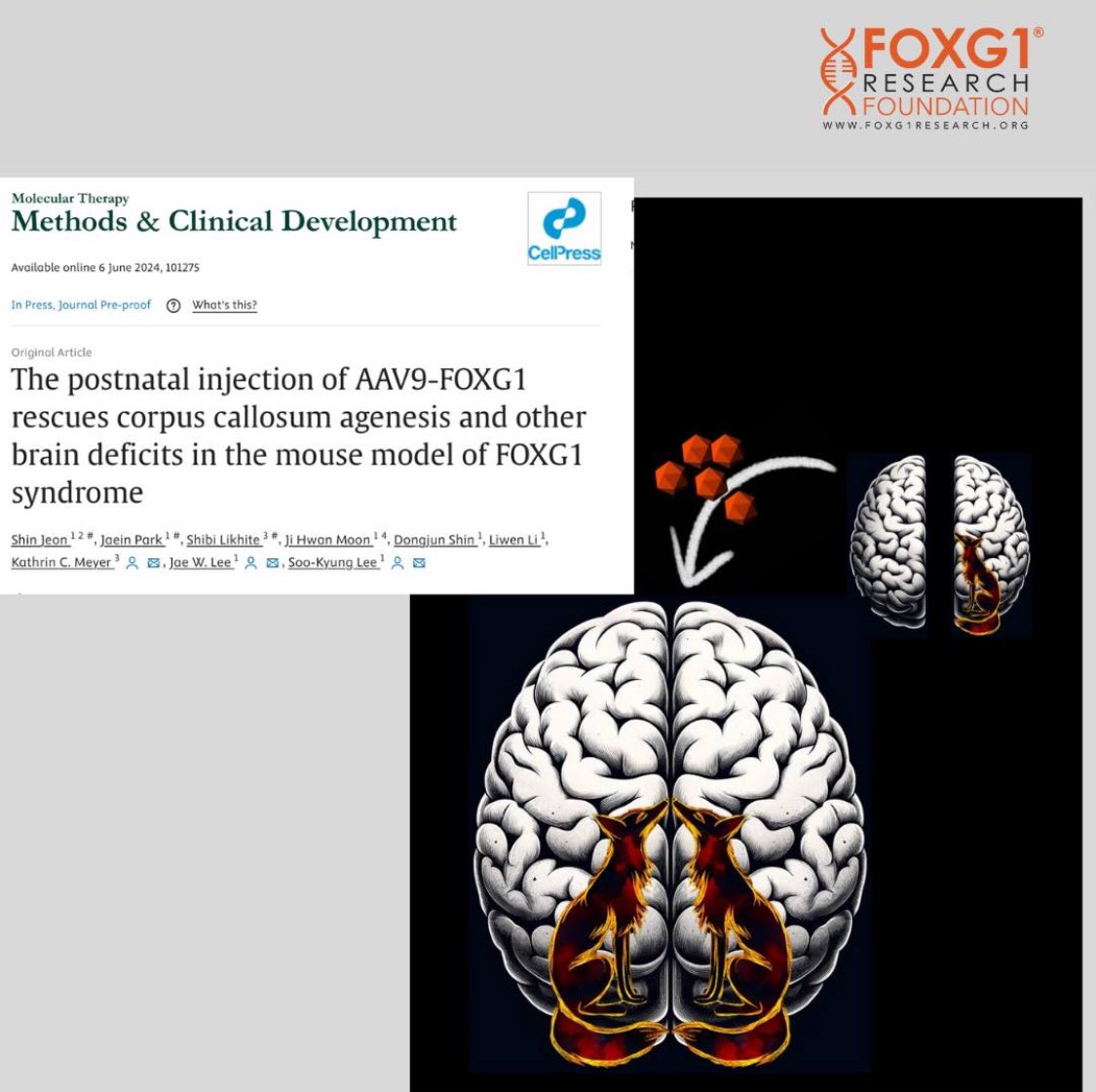 A new landmark study out today shows remarkable rescue of brain abnormalities using AAV9-FOXG1 gene therapy. 
foxg1research.org/news/2024/6/10…