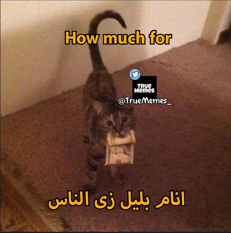 True Memes (@truememes_) on Twitter photo 