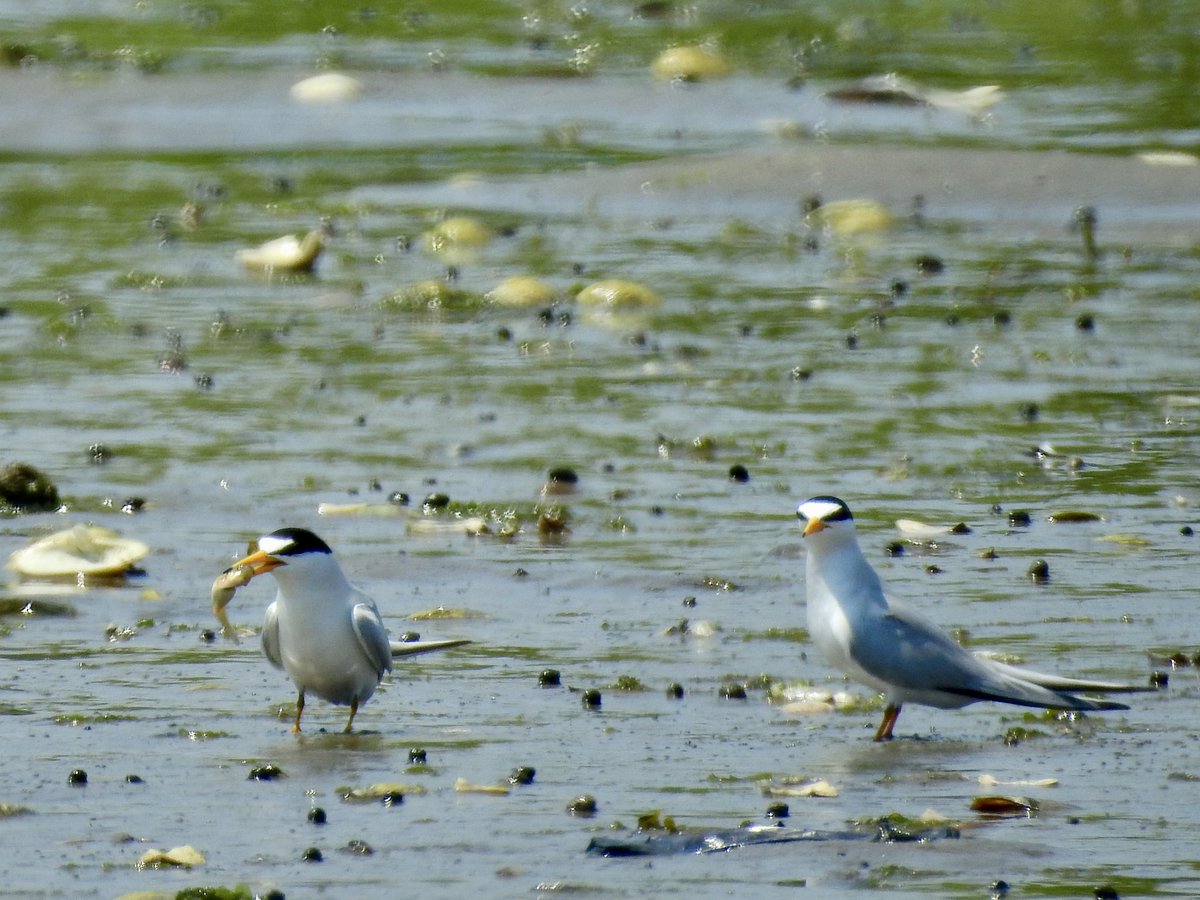 koolshark2's tweet photo. #leasttern: good provider=I bring you 🐠 #birding https://t.co/1WJZx9Gs58