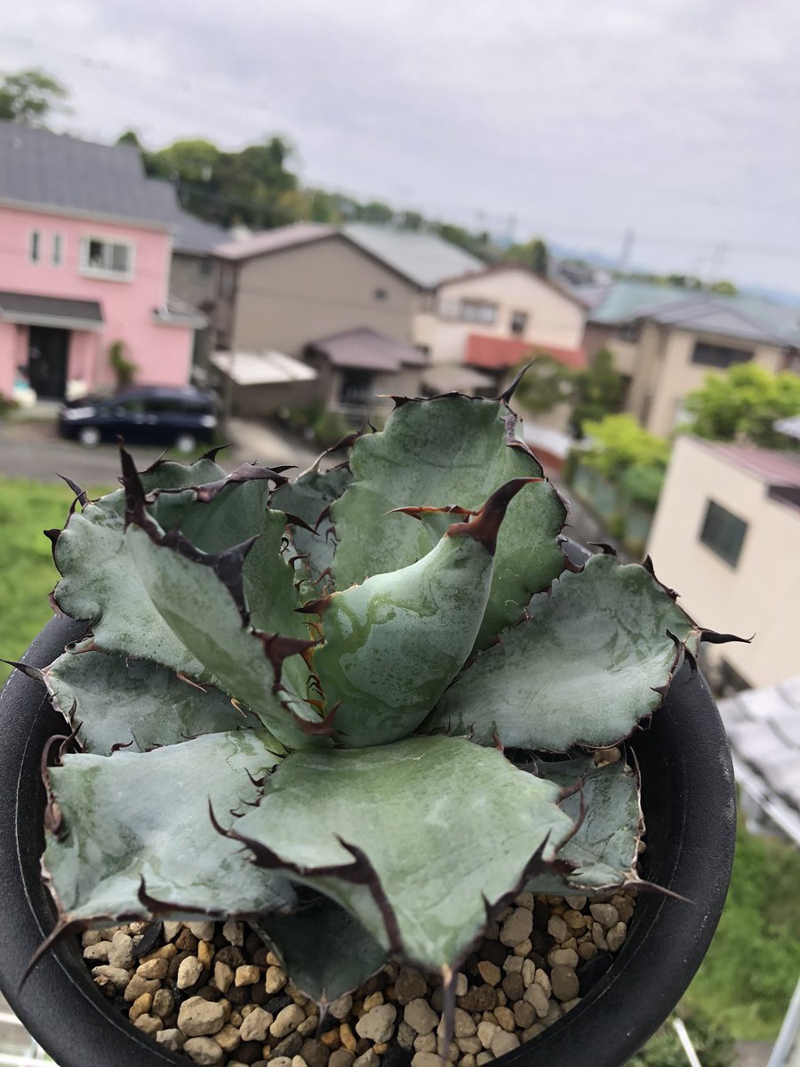 アガベ・ブラック