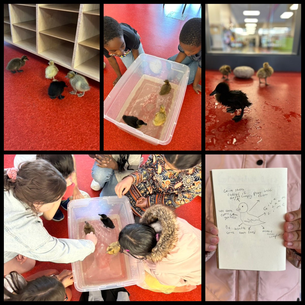 This week, Mindful Moment (emotional well-being intervention groups) are learning about empathy and how to respond to the needs of others by taking care of ducklings. 🐥⭐️💙🐥 #WeAreCBE