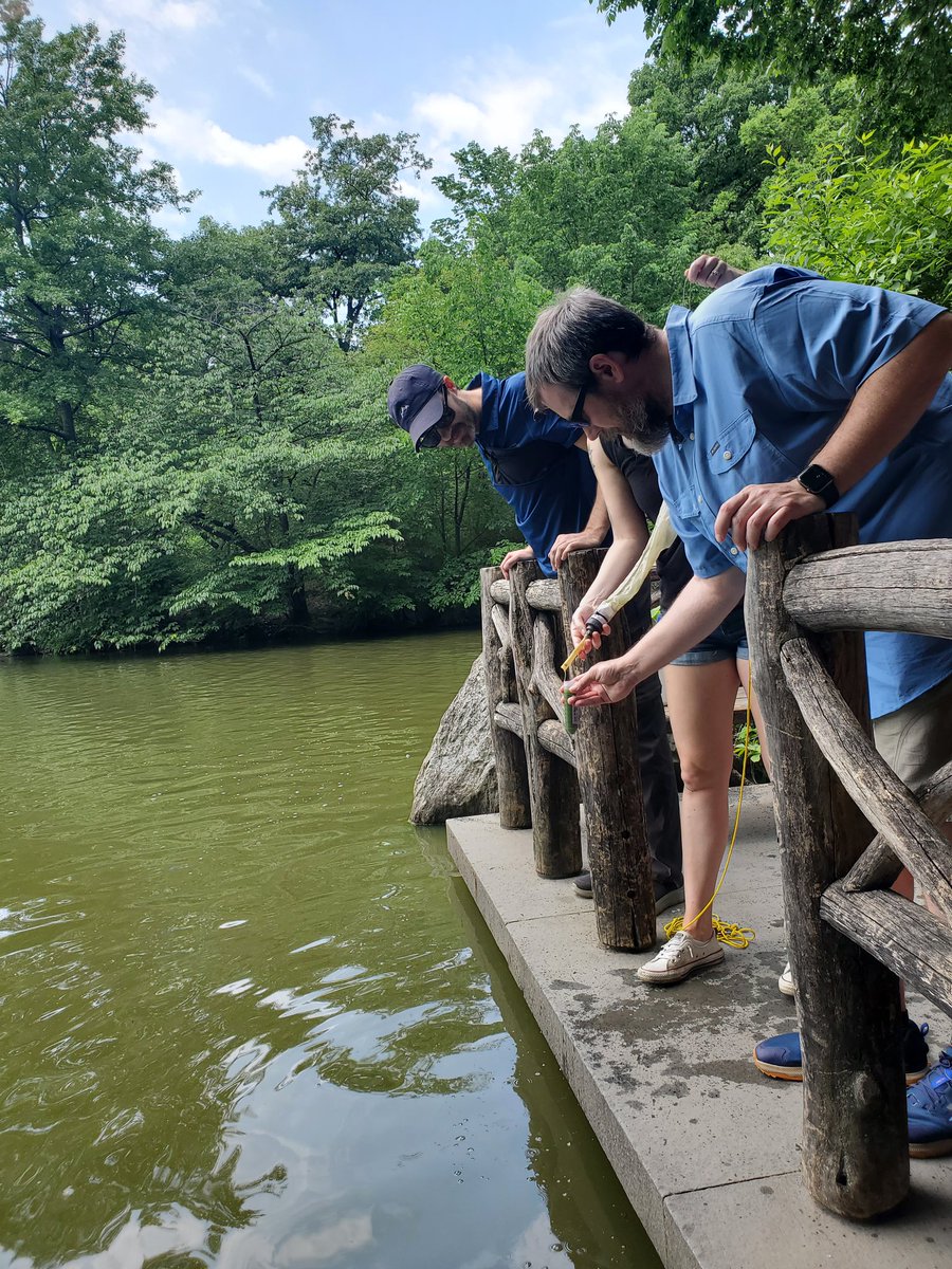 Michael Kausch (@nycmicrobes) on Twitter photo Successful and exciting day with <a href="/LouisCalderCtr/">Louis Calder Center</a> algae class collecting harmful cyanobacteria in Central Park. #nyc #harmfulalgalbloom #microscope #cyanobacteria #phosphorus Successful and exciting day with <a href="/LouisCalderCtr/">Louis Calder Center</a> algae class collecting harmful cyanobacteria in Central Park. #nyc #harmfulalgalbloom #microscope #cyanobacteria #phosphorus