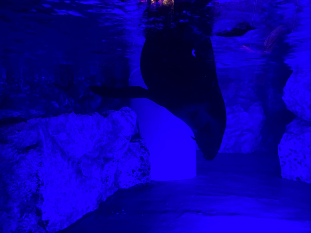 Mumeino_therapi's tweet photo. 久々に押上行きました( *´艸｀)
夜の水族館最高でした💫
みなさまもご自愛ください🌸 https://t.co/H53zpUkjt4