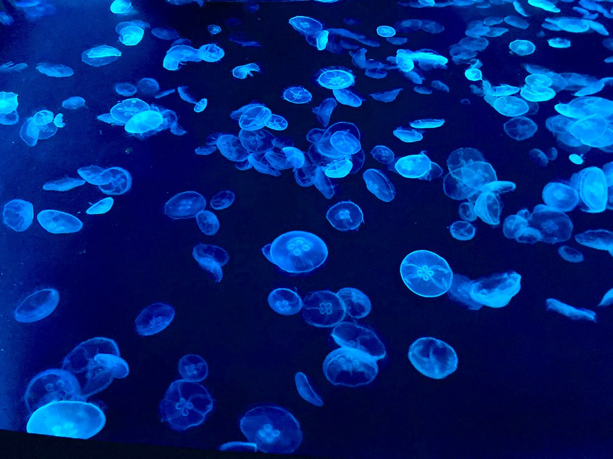 Mumeino_therapi's tweet photo. 久々に押上行きました( *´艸｀)
夜の水族館最高でした💫
みなさまもご自愛ください🌸 https://t.co/H53zpUkjt4